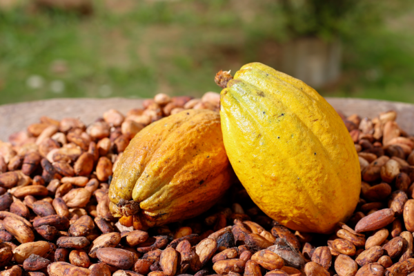 Bali Cocoa